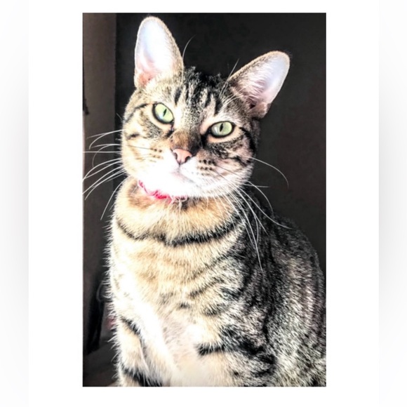 Meet your Posher, Kris - Picture 5 of 10